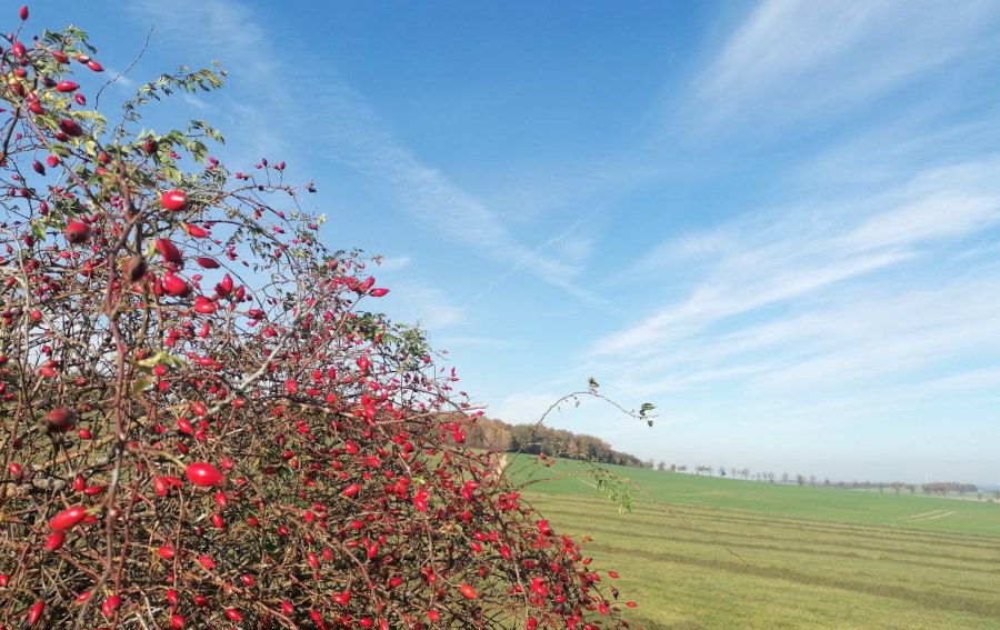Die beste Zeit um Hagebutten zu ernten ist der Herbst. Foto D. Hennig. Die beste Zeit um Hagebutten zu ernten ist der Herbst. Foto D. Hennig.