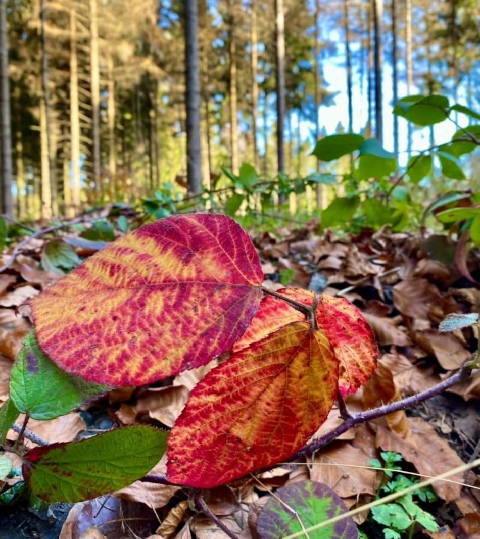 Herbst. Foto A. Poost. Herbst. Foto A. Poost.