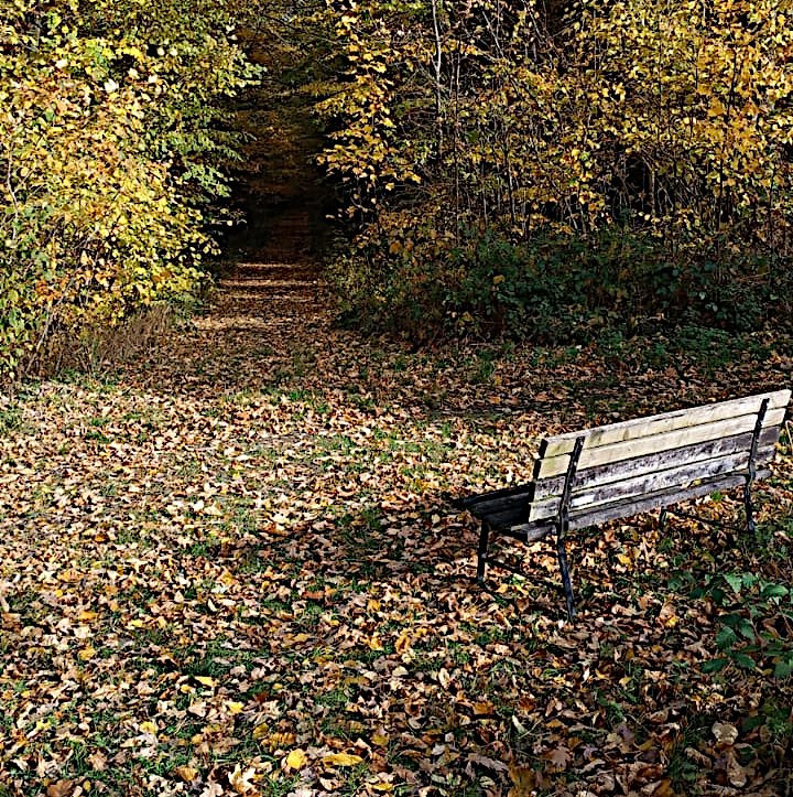 Eine Bank am Waldrand lädt zwischen buntem Herbstlaub zu einer ruhigen Pause ein. Foto L. Linke. Eine Bank am Waldrand lädt zwischen buntem Herbstlaub zu einer ruhigen Pause ein. Foto L. Linke.