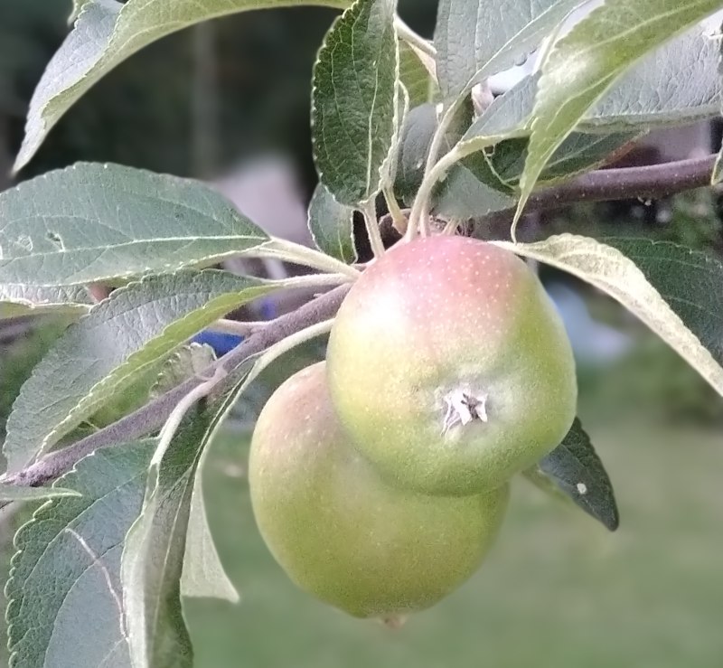 Sohlander Streifling - Diese Apfelsorte ist eine Lokalsorte, die aus der Region um Sohland am Rotstein (Oberlausitz) stammt. Die Sorte ist ein guter Wirtschaftsapfel und bestens geeignet für die Herstellung von Apfelsaft. Die Sorte bringt einen hohen Ertrag. Quelle: Oberlausitz-Stiftung Görlitz Sohlander Streifling - Diese Apfelsorte ist eine Lokalsorte, die aus der Region um Sohland am Rotstein (Oberlausitz) stammt. Die Sorte ist ein guter Wirtschaftsapfel und bestens geeignet für die Herstellung von Apfelsaft. Die Sorte bringt einen hohen Ertrag. Quelle: Oberlausitz-Stiftung Görlitz