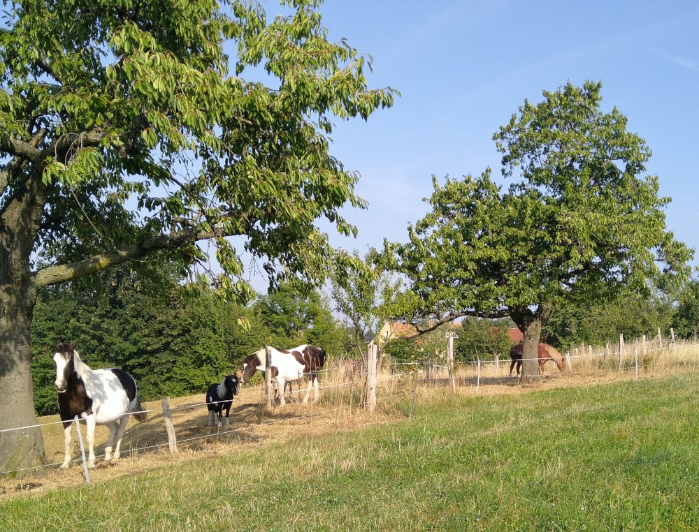 Auch Pferde genießen den Sommer in Sohland am Rotstein. Auch Pferde genießen den Sommer in Sohland am Rotstein.