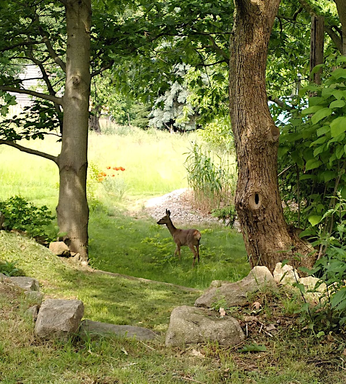 Die Ruhe in Sohland wissen auch Wildtiere zu schätzen. Foto Ellinor v.R. Die Ruhe in Sohland wissen auch Wildtiere zu schätzen. Foto Ellinor v.R.